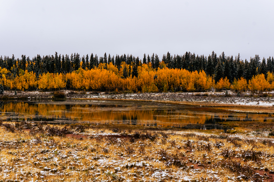 Pike National Forest 