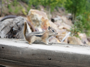 Rio Grand National Forest 