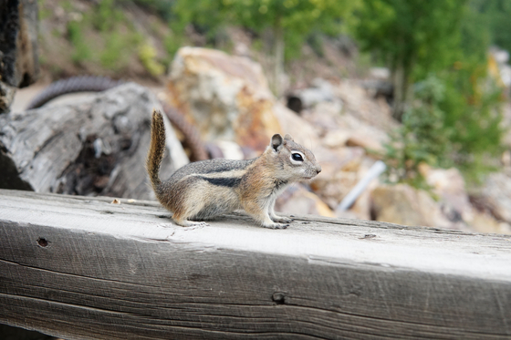 Rio Grand National Forest 