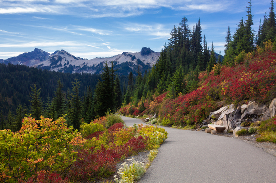 Mt. Rainier National Park