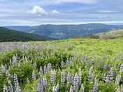 Redwood National and State Parks 