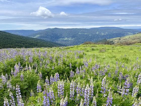 Redwood National and State Parks 