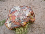 Petrified Forest National Park