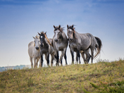 Theodore Roosevelt National Park
