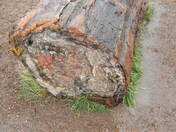 Petrified Forest National Park