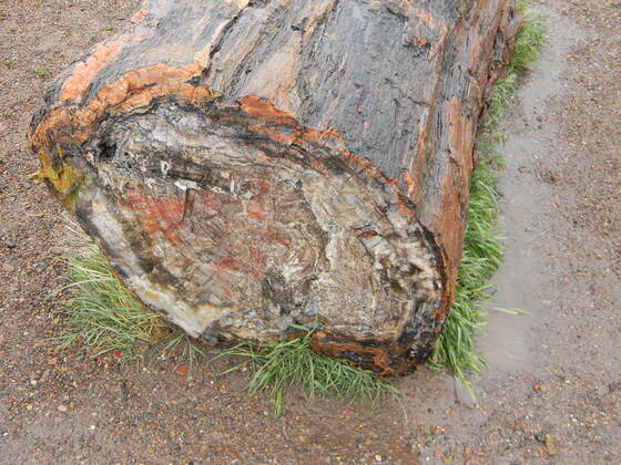 Petrified Forest National Park