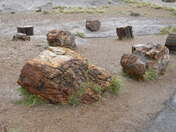 Petrified Forest National Park