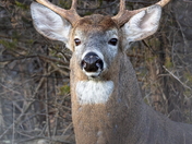 White Tail Deer