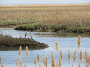 Bombay Hook National Wildlife Refuge