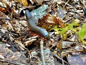 Holly Bay - Daniel Boone National Forest