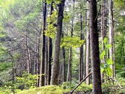 Holly Bay - Daniel Boone National Forest