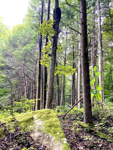 Holly Bay - Daniel Boone National Forest