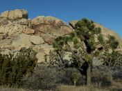Joshua Tree National Park