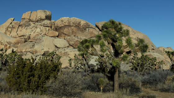 Joshua Tree National Park