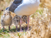 Channel Islands National Park