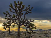 Joshua Tree National Park