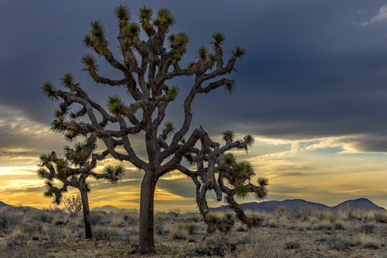 Joshua Tree National Park