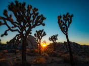 Joshua Tree National Park