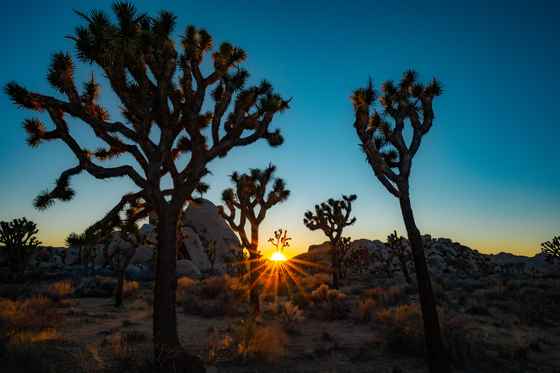 Joshua Tree National Park