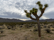 Joshua Tree National Park
