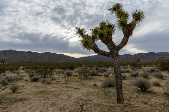 Joshua Tree National Park