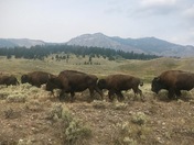 Yellowstone National Park