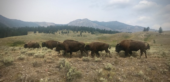 Yellowstone National Park