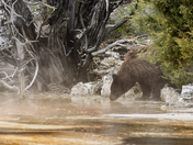 Yellowstone National Park