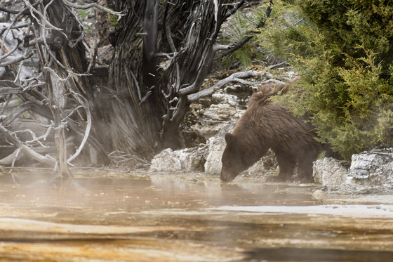 Yellowstone National Park