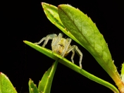 Long-legged sac spider