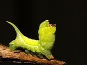 Sphinx moth caterpillar... really does look like the Sphinx.