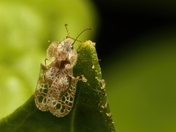 Lace bug