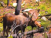 Roosevelt National Forest 