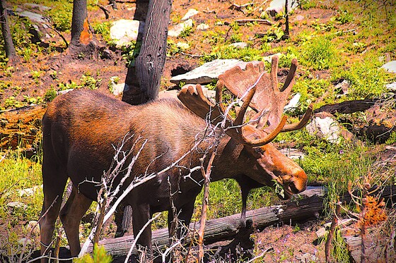 Roosevelt National Forest 