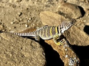 Chaco Culture National Historical Park