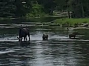 Caribou-Targhee National Forest
