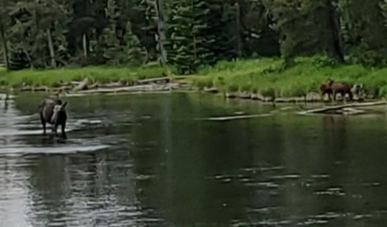 Caribou-Targhee National Forest