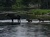 Caribou-Targhee National Forest