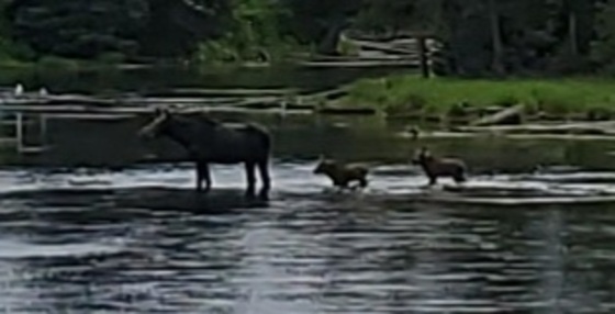 Caribou-Targhee National Forest