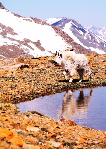 Mount Evans National Wilderness