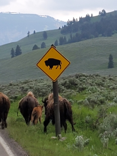 Yellowstone National Park