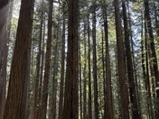 Redwoods National Park
