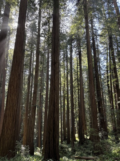Redwoods National Park