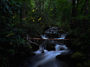 Great Smoky Mountains National Park