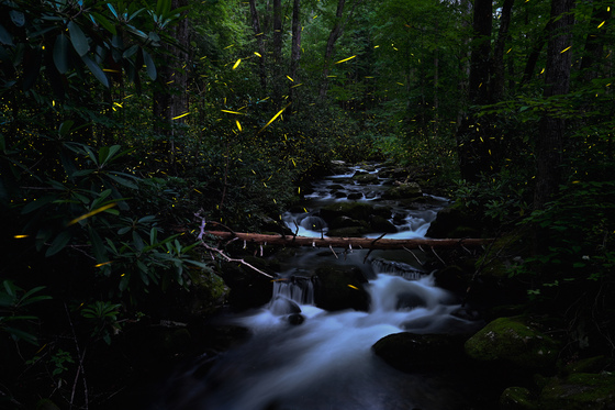 Great Smoky Mountains National Park