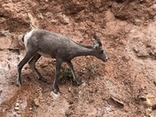 Grand Canyon National Park