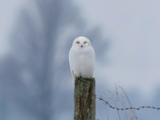 Male snowy owl 