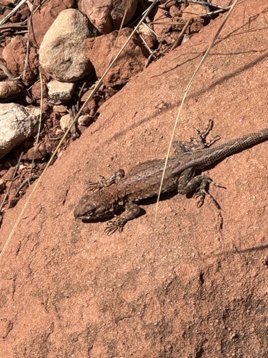 Zion National Park