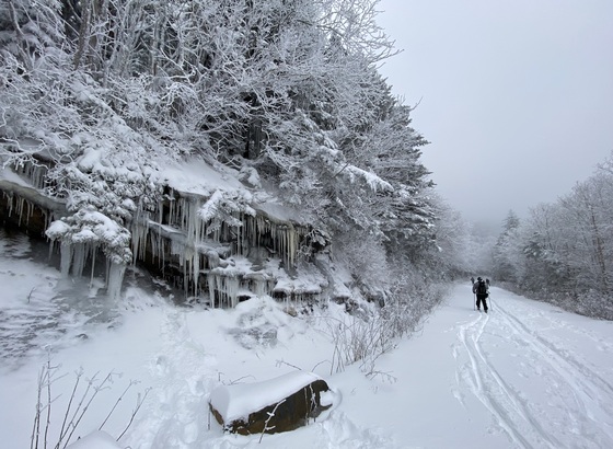 Pisgah National Forest