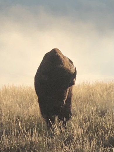 Yellowstone National Park 